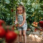 growing tomatoes with children